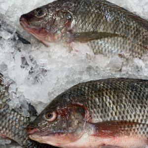 Tilapia